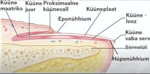 Küüne anatoomia Küüne anatoomia