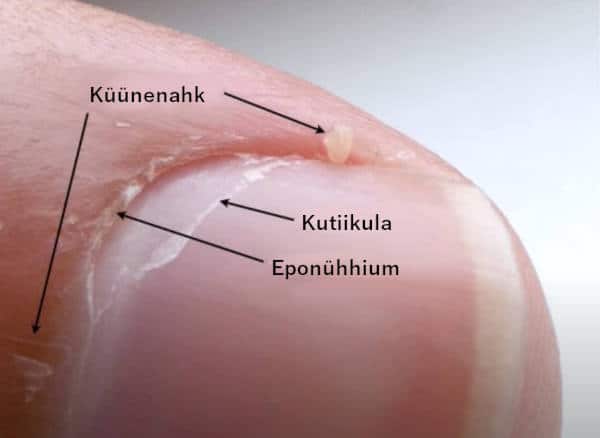 Kutiikula ja eponühhium